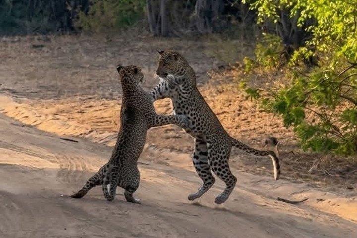 Ganztägiges / Halbtägiges WildlifeAbenteuer im Yala-Nationalpark