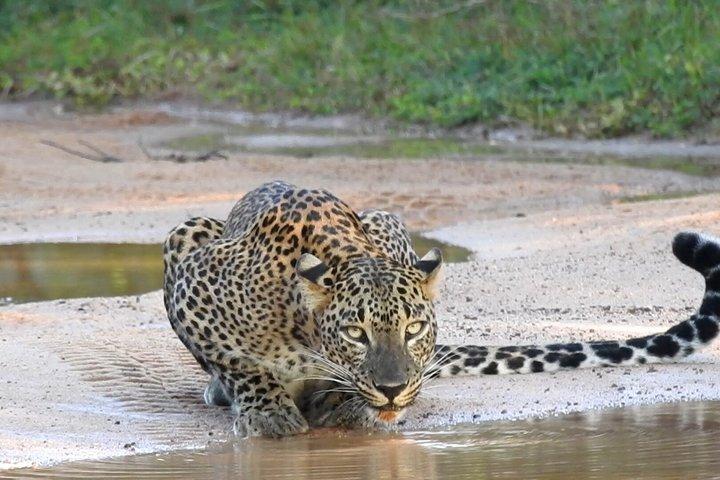 Ganztägiges / Halbtägiges WildlifeAbenteuer im Yala-Nationalpark