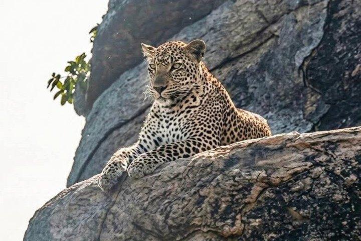 Ganztägiges / Halbtägiges WildlifeAbenteuer im Yala-Nationalpark