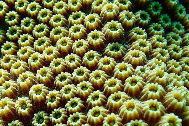 Vieques: Snorkeling Tour with Sea Turtles and Stingrays