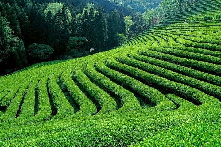 Nairobi : Excursión a la granja de té de Kiambethu con almuerzo
