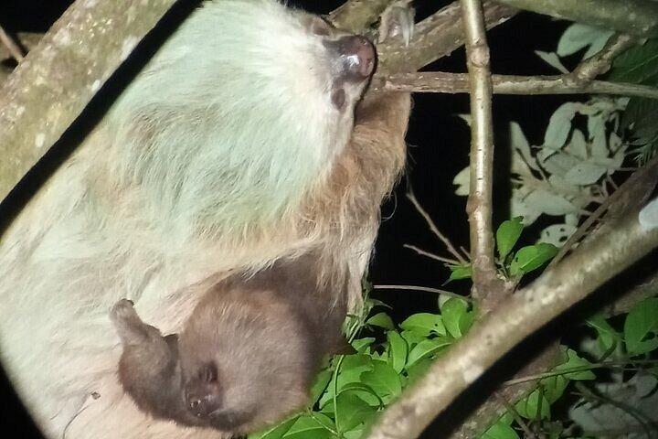 Recorrido nocturno por el bosque lluvioso de Monteverde