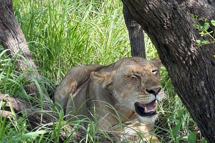 ザンジバル発ミクミ国立公園サファリ3日間