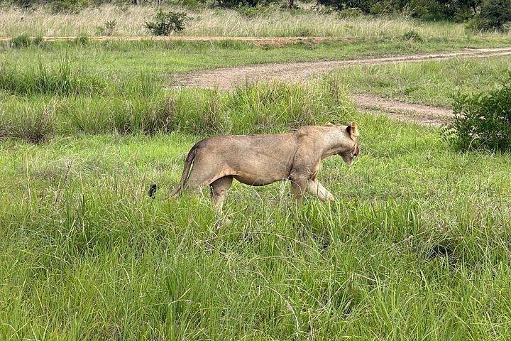ザンジバル発ミクミ国立公園サファリ3日間