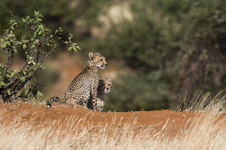Ann van Dyk Cheetah Center