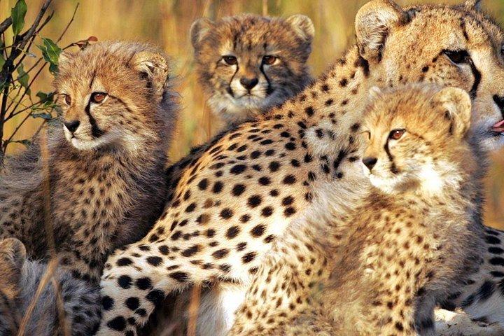 Ann van Dyk Cheetah Center
