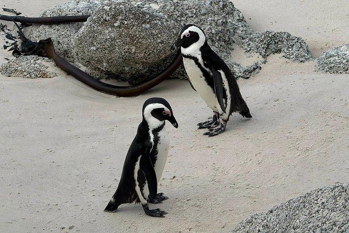 Half Day Cape Point and Boulders Beach Penguins Shared Tour