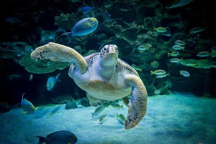 Aquaria KLCC/Berjaya Times Square Entry Ticket
