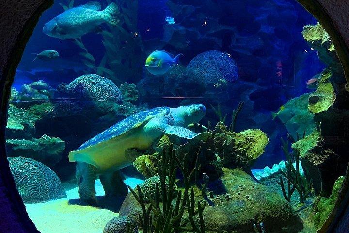 Aquaria KLCC/Berjaya Times Square Entry Ticket
