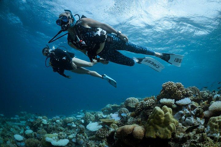 Prova le immersioni a Key Largo — Piccolo gruppo, max 4 studenti