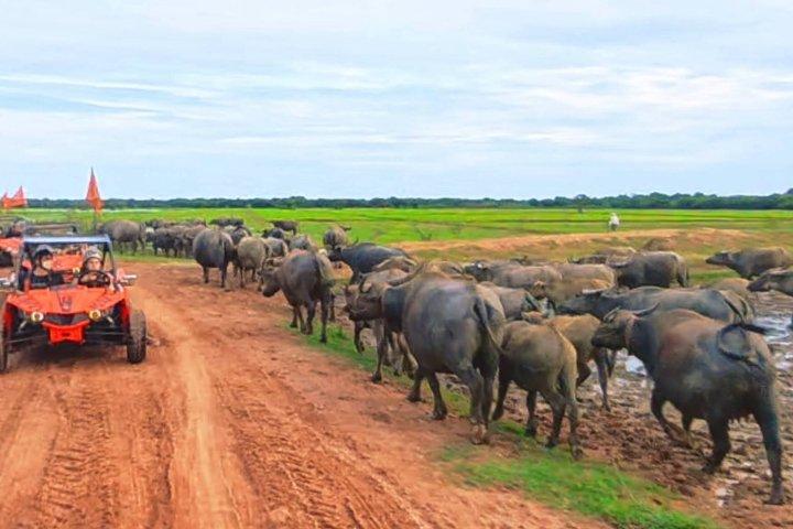 Esperienza di tour al tramonto in calesse della Cambogia intorno a Siem Reap