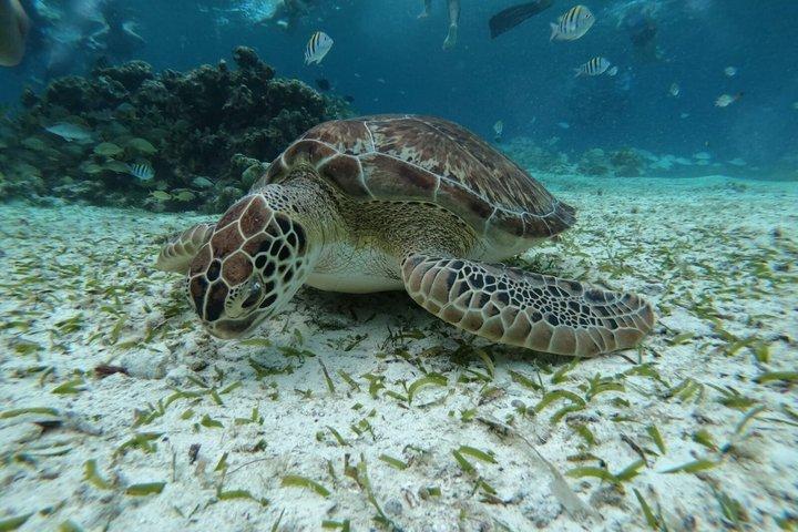 Gezamenlijke snorkeltocht bij El Cielo Beach in Cozumel