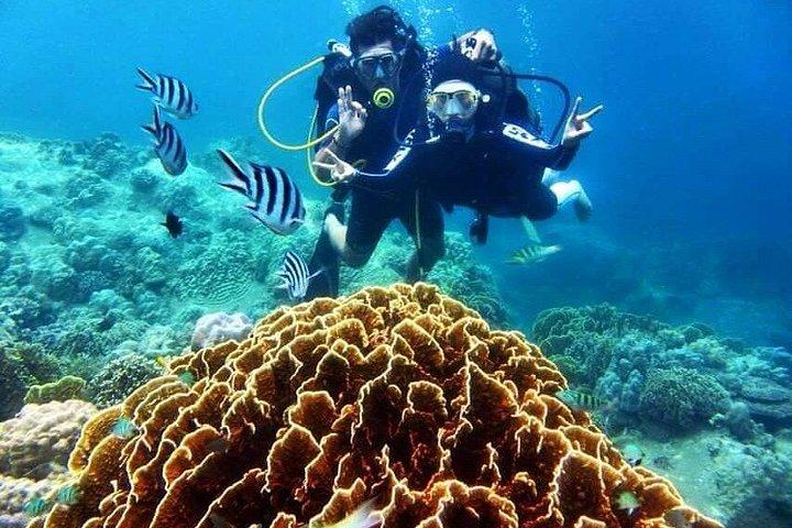 ニャチャン湾でのスキューバダイビングとサンゴ礁探検