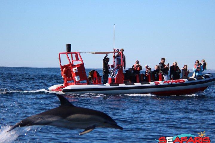 ラゴス：ベナジル洞窟とイルカウォッチングのコンボツアー、海洋生物学者