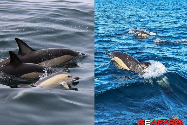 ラゴス：ベナジル洞窟とイルカウォッチングのコンボツアー、海洋生物学者
