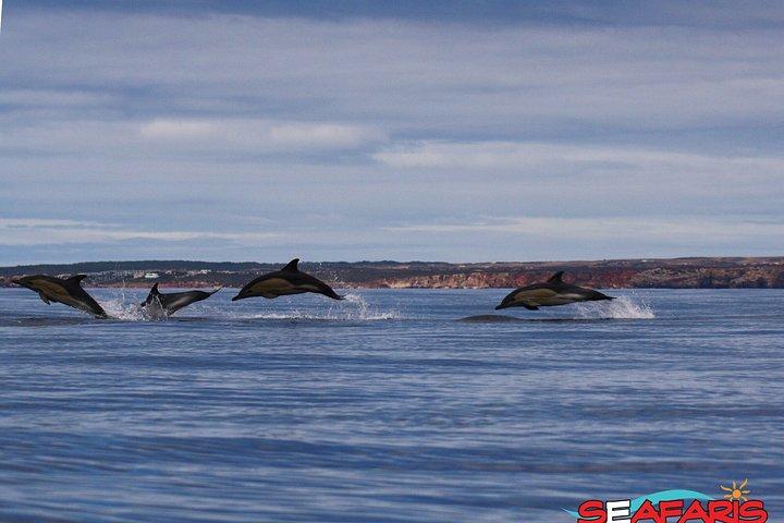 ラゴス：ベナジル洞窟とイルカウォッチングのコンボツアー、海洋生物学者