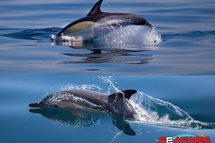 ラゴス：ベナジル洞窟とイルカウォッチングのコンボツアー、海洋生物学者