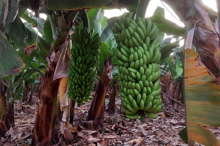 Excursão pelas vinícolas das Canárias e visita a uma plantação de bananas em Tenerife.