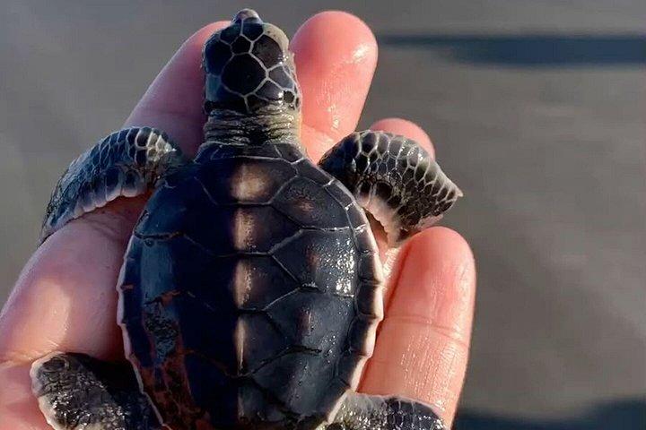 ベントータ・ゴール1日ツアー（ベントータ川サファリ付き）より