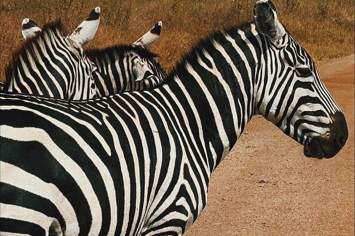 ピックアップ付き半日ナイロビ国立公園とマサイマーケット