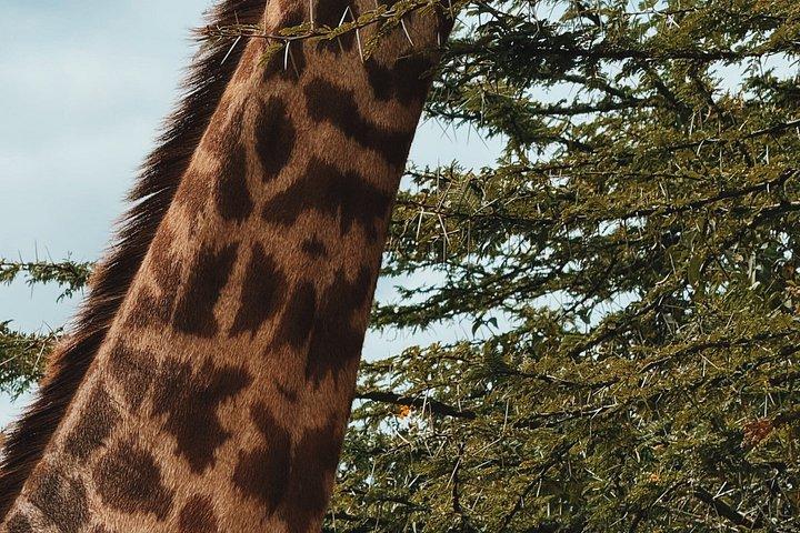 ピックアップ付き半日ナイロビ国立公園とマサイマーケット
