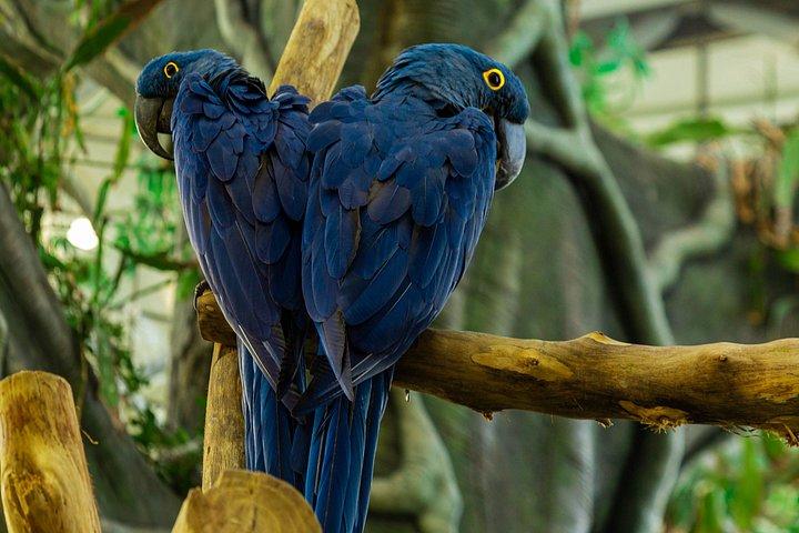 Green Planet Dubai Indoor Rainforest Entry Tickets