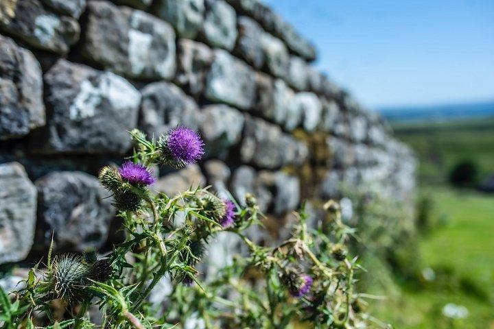 Rosslyn Chapel and Hadrian's Wall Small Group Tour from Edinburgh