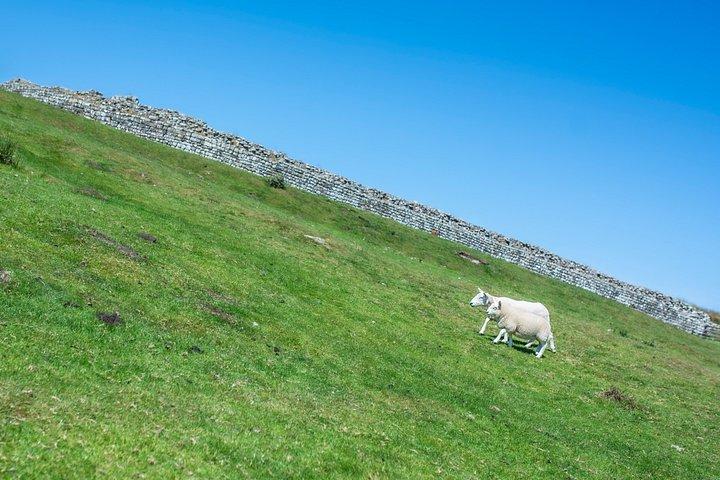 Rosslyn Chapel and Hadrian's Wall Small Group Tour from Edinburgh