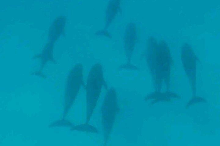 Privat halvdags delfiner och snorkling i Mnemba