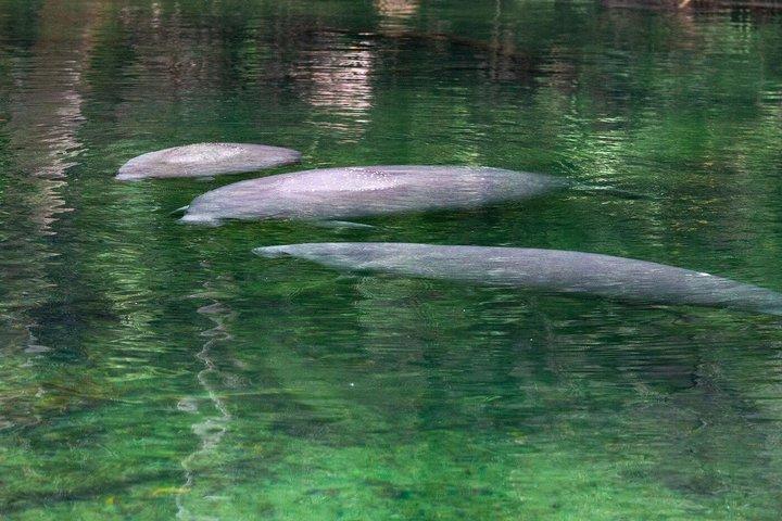 1 Hor St. Johns River Nature Cruise em Blue Spring State Park