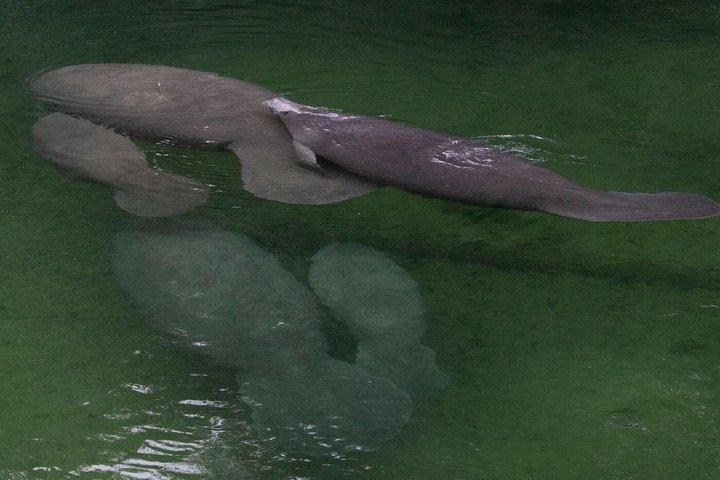 1 Hor St. Johns River Nature Cruise em Blue Spring State Park