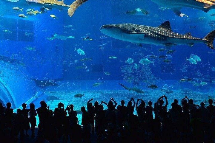 ロッベン島、ツーオーシャンズ水族館＆ケープホイールプライベートツアー