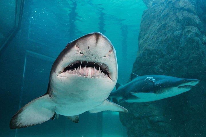 ロッベン島、ツーオーシャンズ水族館＆ケープホイールプライベートツアー
