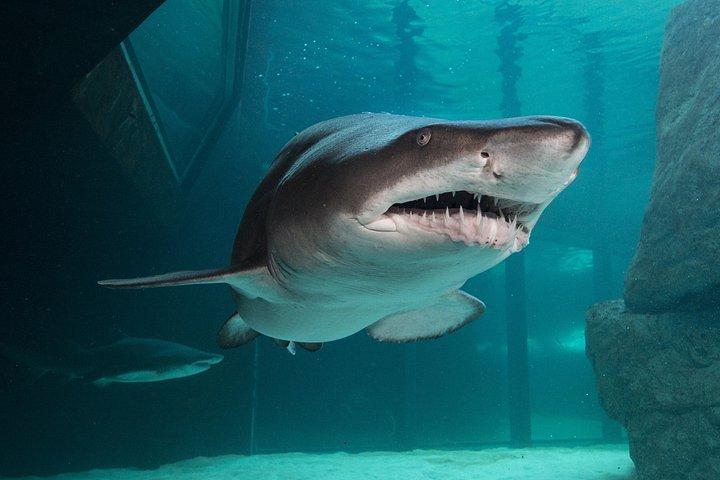 ロッベン島、ツーオーシャンズ水族館＆ケープホイールプライベートツアー