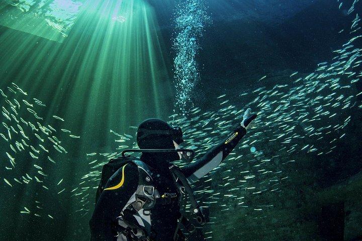 ロッベン島、ツーオーシャンズ水族館＆ケープホイールプライベートツアー