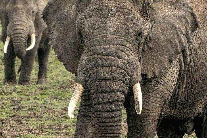 5 - Day Big Five Safari : タランギル、セレンゲティ、ンゴロンゴロ＆マニャラ