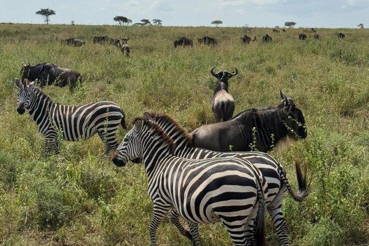 5 - Day Big Five Safari : タランギル、セレンゲティ、ンゴロンゴロ＆マニャラ