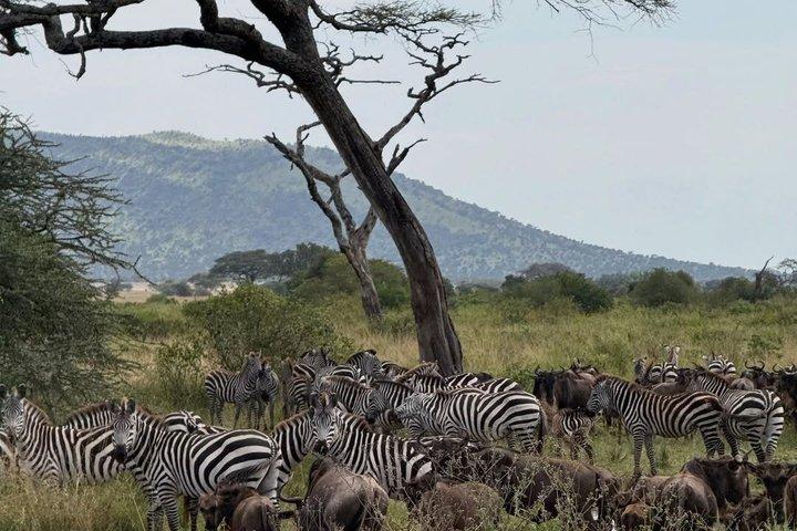 5 - Day Big Five Safari : タランギル、セレンゲティ、ンゴロンゴロ＆マニャラ