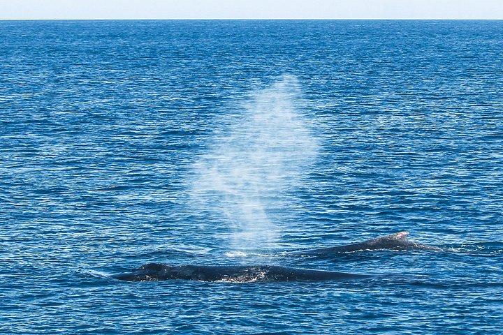 Visite guidée d'observation et d'histoire des baleines au départ de Florianopolis