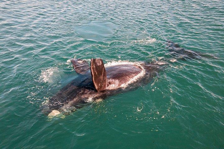 Visite guidée d'observation et d'histoire des baleines au départ de Florianopolis