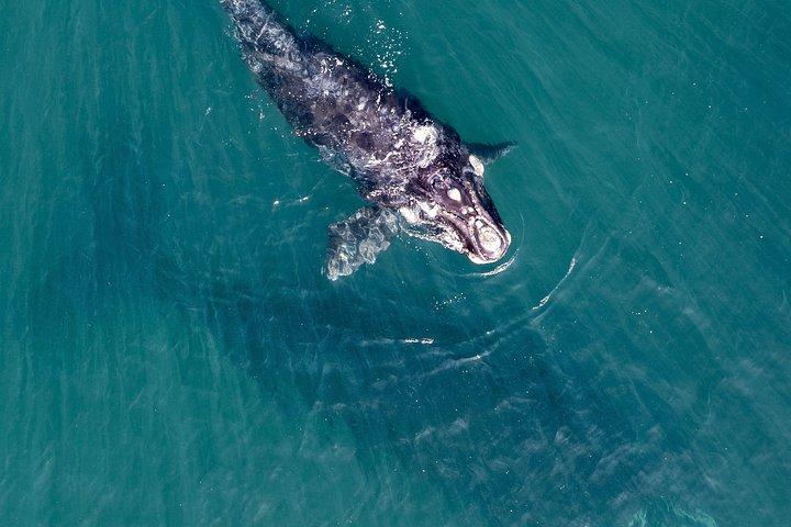 Visite guidée d'observation et d'histoire des baleines au départ de Florianopolis