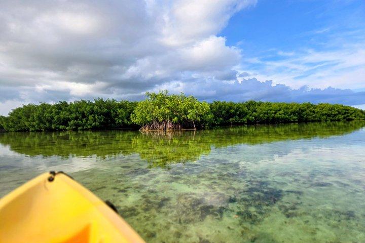 Private Guided Mangrove Eco-Tour Aventura