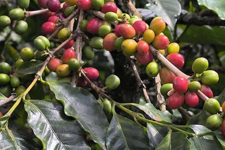 フェアビューコーヒーファームツアーとマウマウ洞窟パラダイスロスト