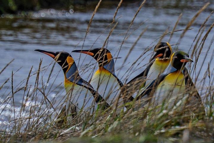 ティエラ デル フエゴとキング ペンギン パークへの 1 日ツアー