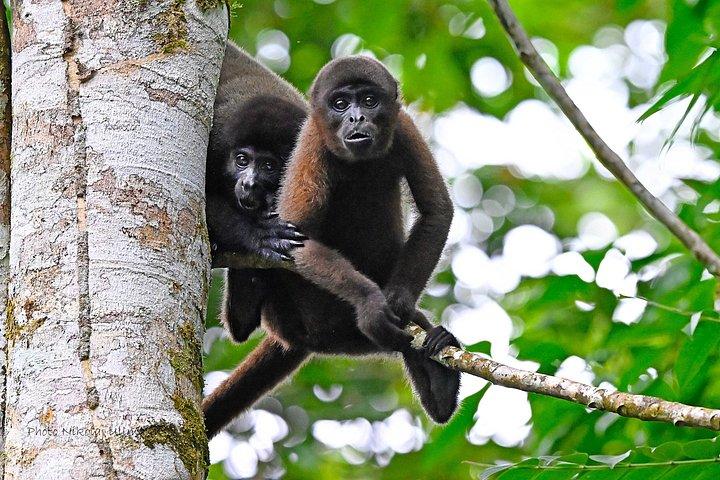 360° Jungle Day Tour Expedition Amazonia Ecuador rainforest