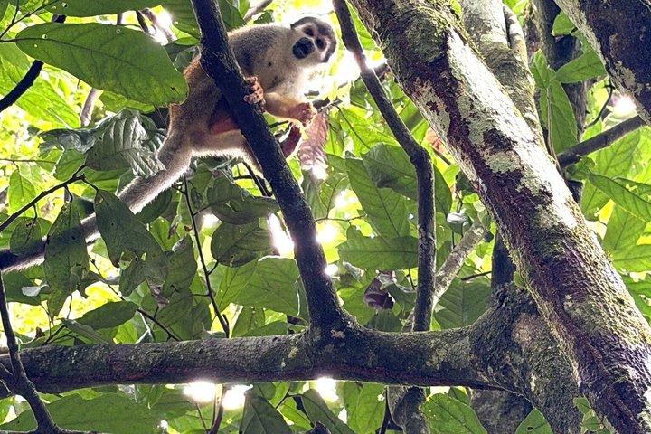 Excursión de un día a la selva amazónica de Ecuador