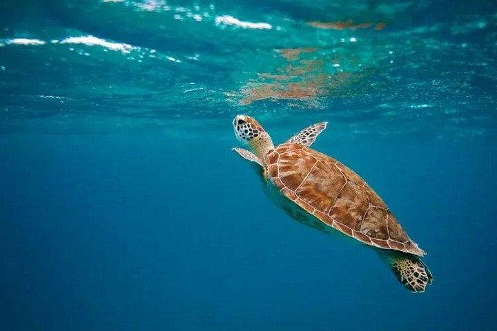 オアフ島ノースショアでのパドルボード体験