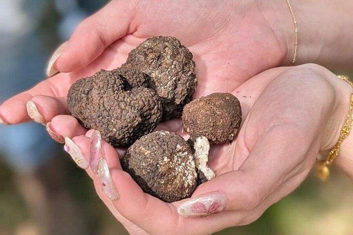 森の中でトリュフ狩りと試食