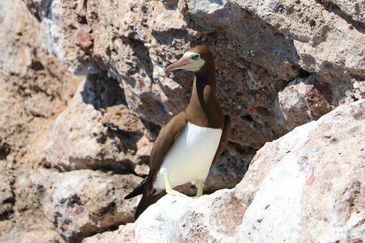 Marietas Islands Snorkelen & verborgen strandervaring