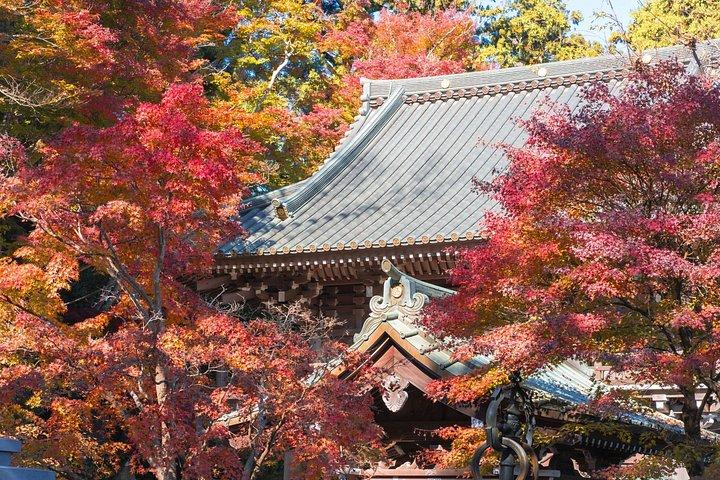 東京から行く高尾山と国営昭和記念公園紅葉日帰りツアー